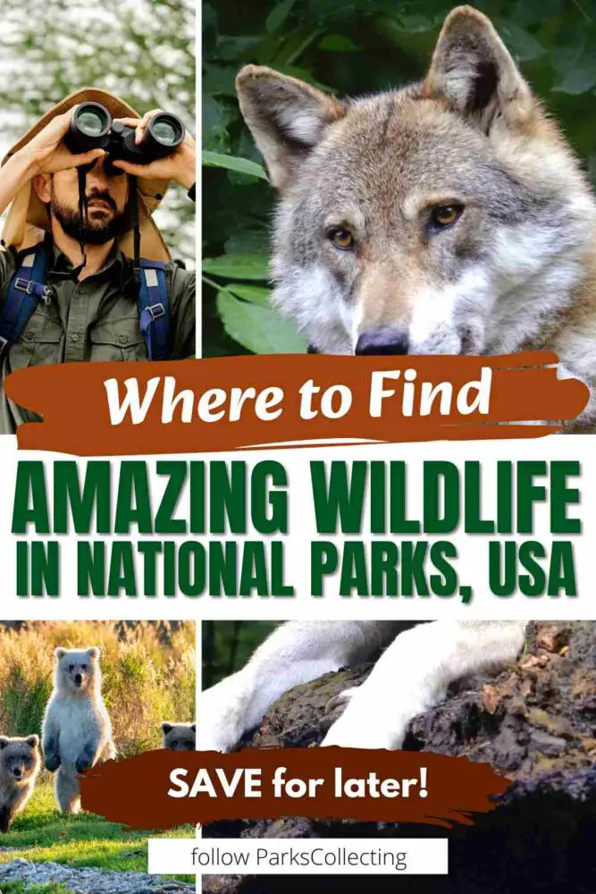 The 10 Best National Parks for Wildlife Viewing in the US (and the 5 Worst Ones) Where to Find Amazing Wildlife in National Parks USA