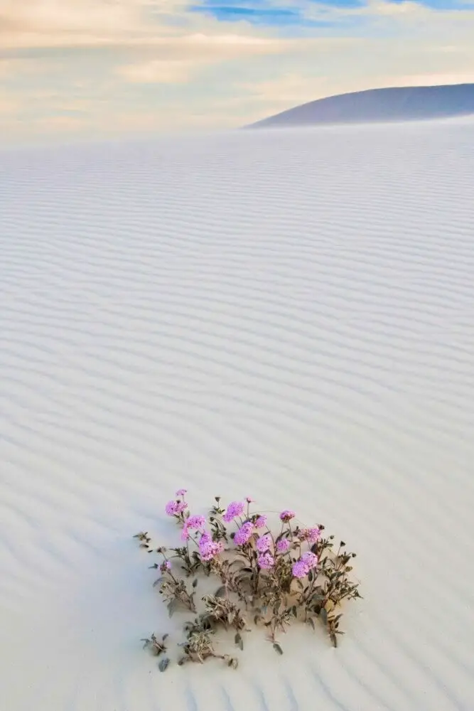 White Sands National Monument