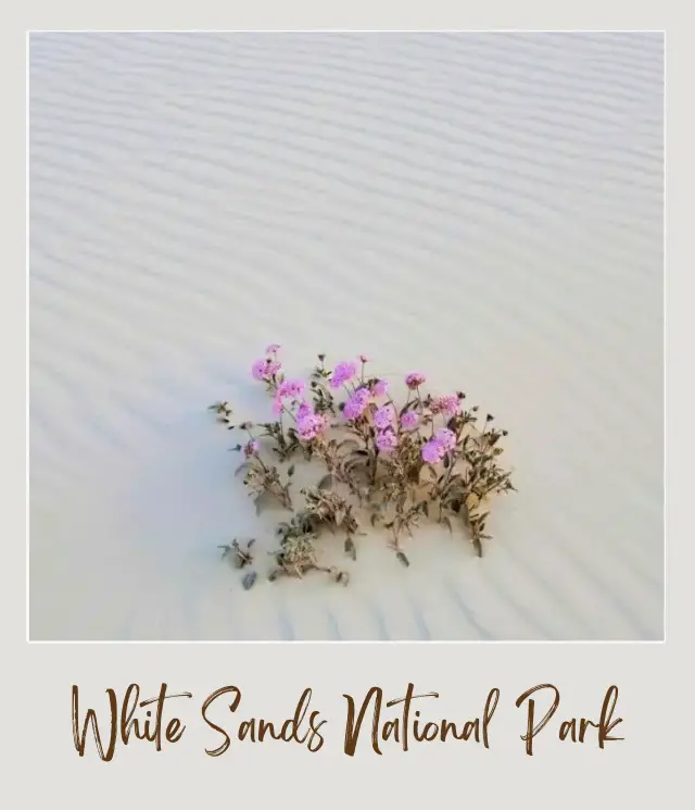 The Best National Parks to Visit in Spring in the USA White Sands National Park Wildflower