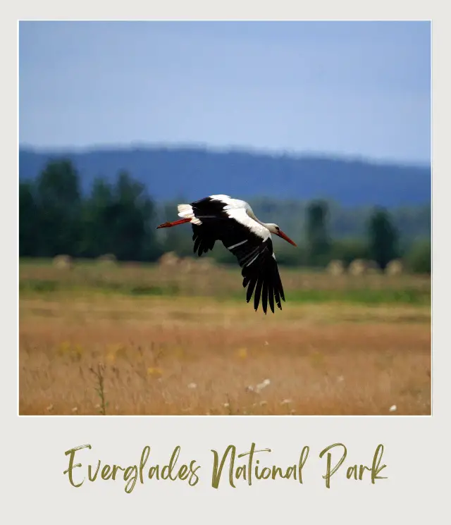 White Stork Flying Everglades National Park