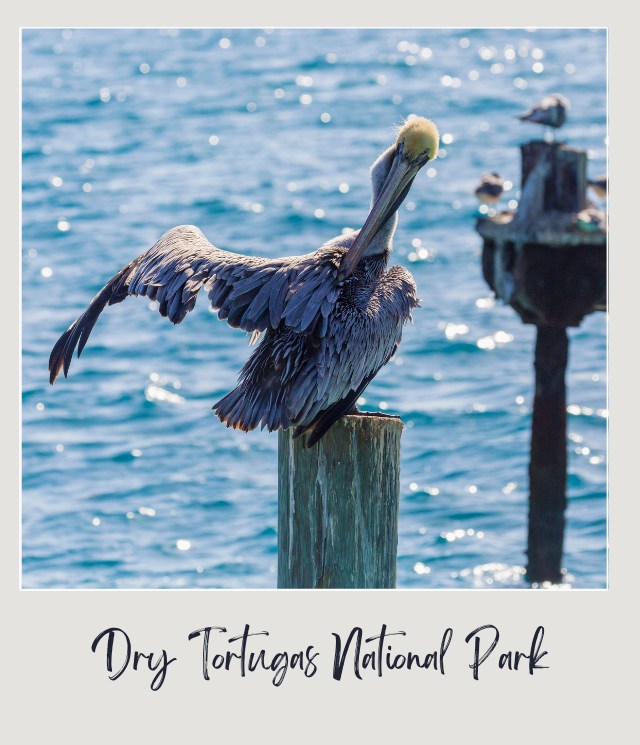 Wild Brown Pelican Dry Tortugas National Park