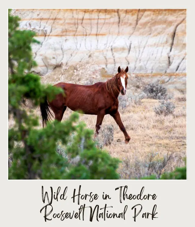 The 10 Best National Parks for Wildlife Viewing in the US (and the 5 Worst Ones) Wild Horse in Theodore Roosevelt National Park