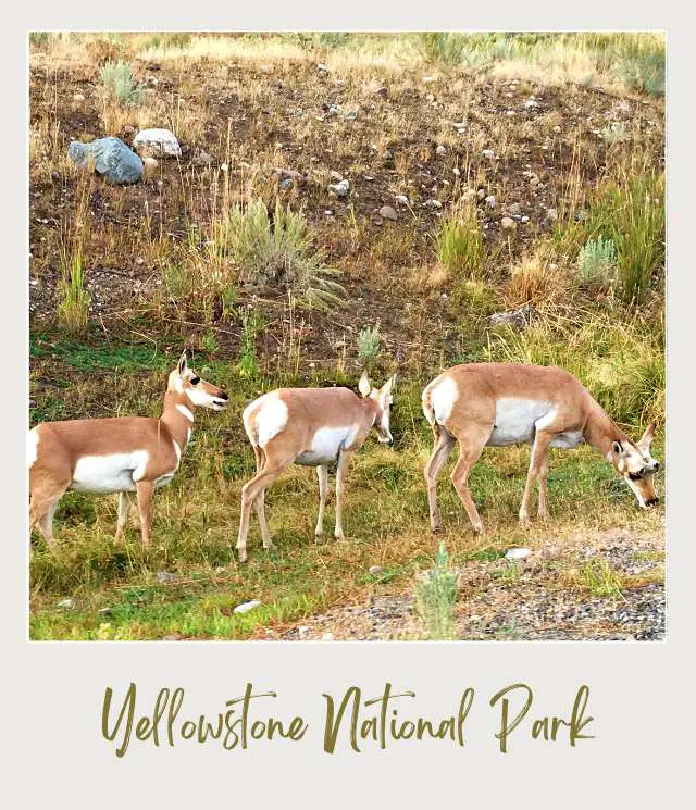 A group of pronghorn antelope grazing in a grassy field in Yellowstone National Park.