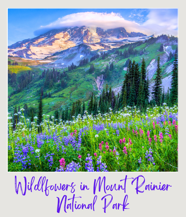 Wildflowers Mount Rainier National Park