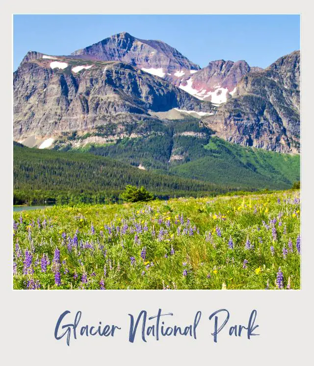 Wildflowers and behind are mountains and trees in Glacier National Park.