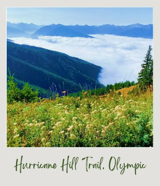 Hurricane Hill Trail Guide Mountains surrounded by clouds and trees and grasses in Hurricane Hill.