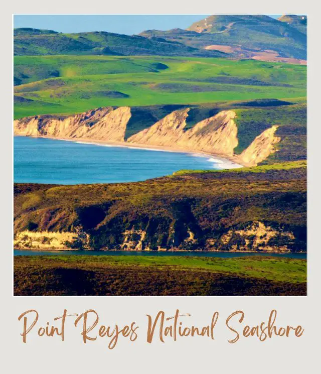 Wildflowers in Point Reyes National Seashore