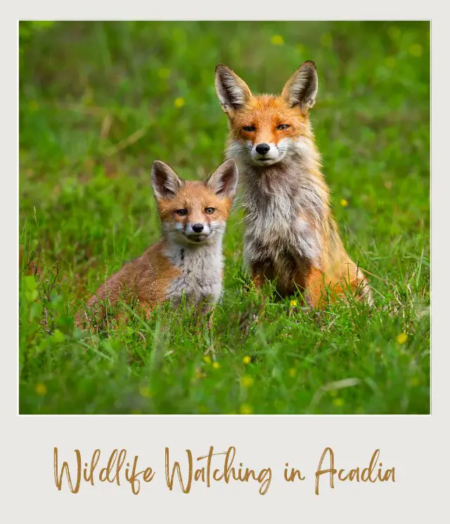 Red Foxes with black color and its ears and feet and besides are huge stones in Acadia National Park