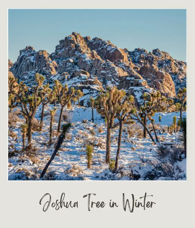 View of Joshua Trees and other plants on the ground covered with snow and behind are snowcapped mountains in Joshua Tree National Park.