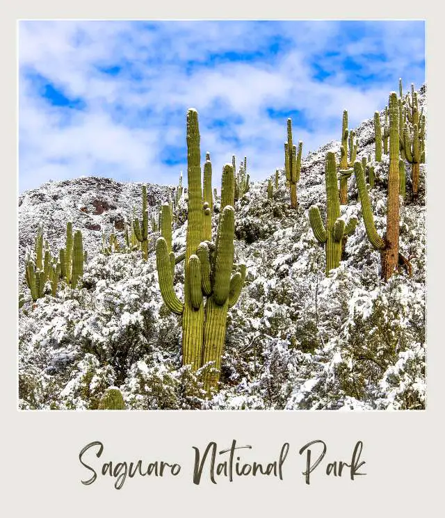 15 Best Winter Hikes in Arizona for Your Bucket List Winter in Saguaro National Park