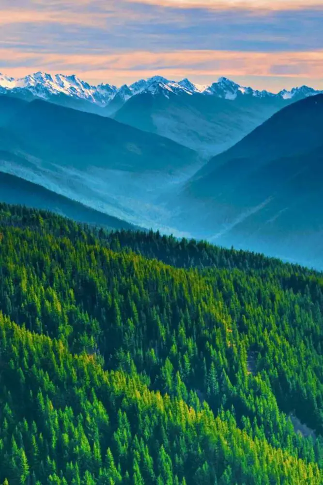 Aerial photo of trees and snow capped mountains in Hurricane Ridge.