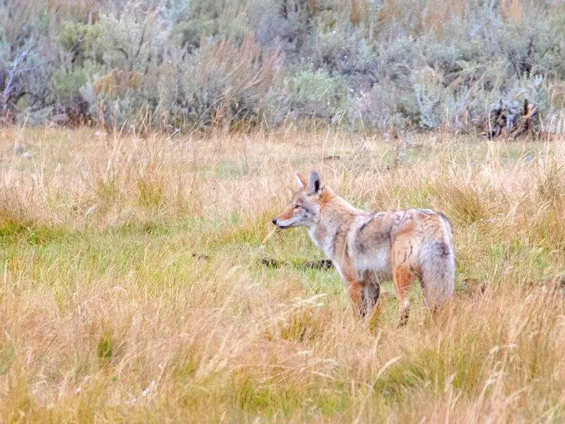 Wolf in Lamar Valley in Yellowstone National Park