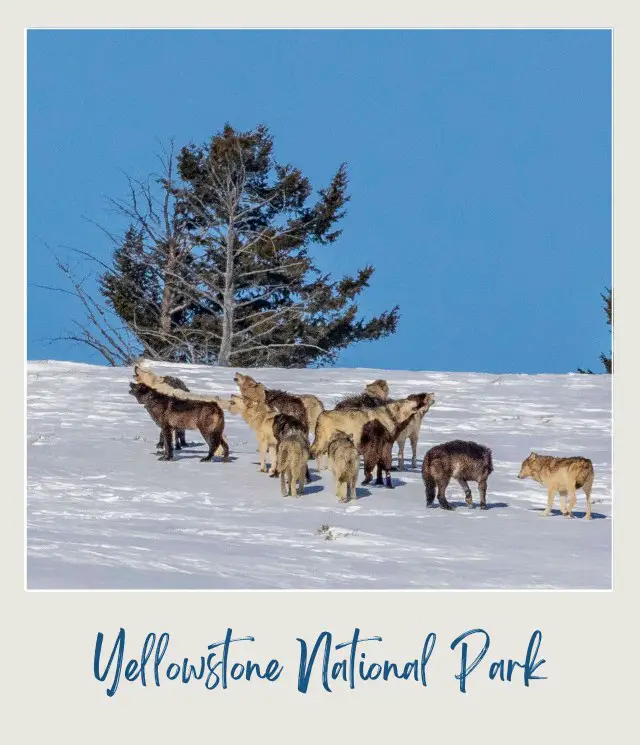 Wolf pack in Yellowstone National Park