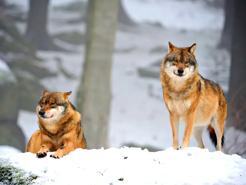 Wolves in Winter Jackson Hole near Grand Teton