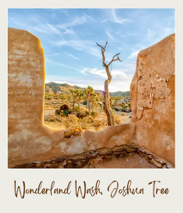 View of a dead tree and rock formation, and in the background are Joshua trees and mountains in Wonderland Wash, Joshua Tree National Park.