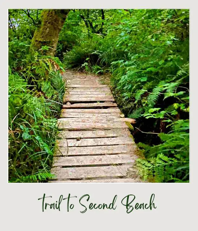 La Push Second Beach, Washington State: Complete Guide Small walkway inside the forest of Olympic National Park surrounded with wild green plants.