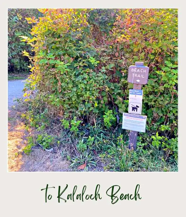 The Tree of Life, Washington State: A Complete Guide Wooden signage beside the small road in Tree of Life surrounded by plants in Olympic National Park