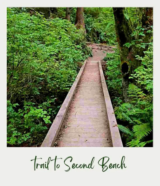 La Push Second Beach, Washington State: Complete Guide Small walkway inside the forest of Olympic National Park surrounded with wild green plants and tall trees.