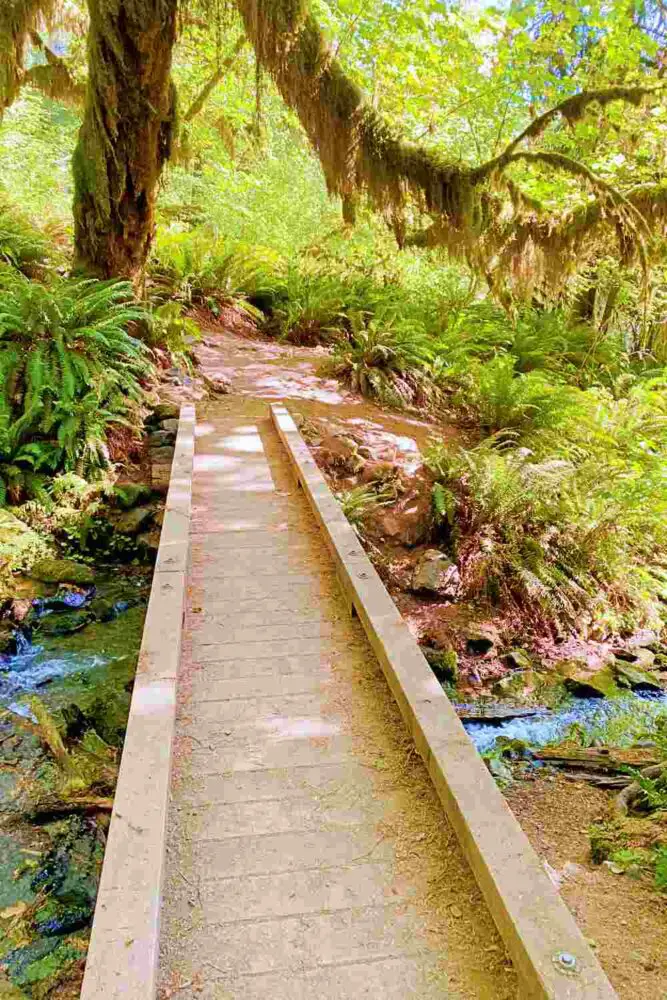 Wooden footbridge across Mineral Creek on Hoh River Trail