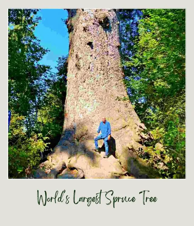 Lake Quinault Loop Drive: A Complete Guide for First Time Visitors A man standing in a tree with a large trunk in Olympic National Park