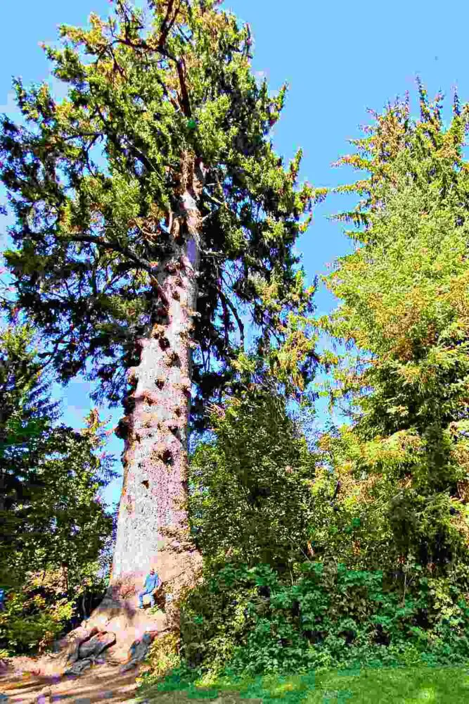 A man standing in a huge tree surrounded by other trees and plants in Lake Quinault Olympic National Park.