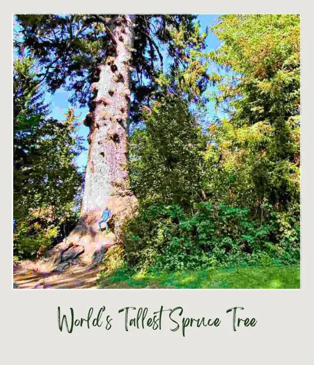 10 Fun Facts About Olympic National Park A man standing in a huge tree surrounded by other trees and plants in Lake Quinault Olympic National Park.