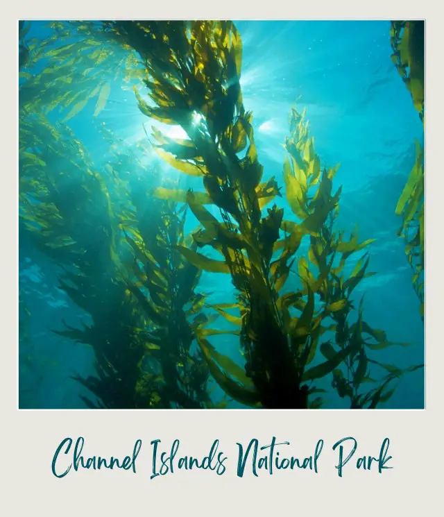 Group of green kelps underwater in Channel Islands National Park.