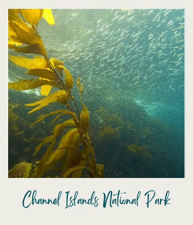 Group of yellow kelps and school of fish underwater in Channel Islands National Park.