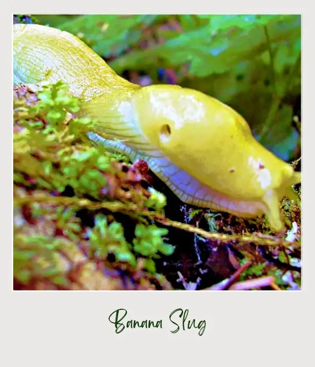 Maple Glade Rainforest Trail and Kestner Homestead Trail: Complete Guide Yellow banana slug in Hoh Rainforest Olympic National park