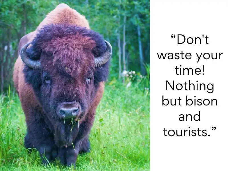 Yellowstone National Park bad reviews 1 Dont waste your time Nothing but bison and tourists