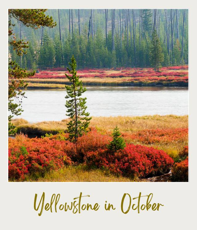 Colorful autumn meadow beside a river in Yellowstone National Park in October with evergreen trees in the background