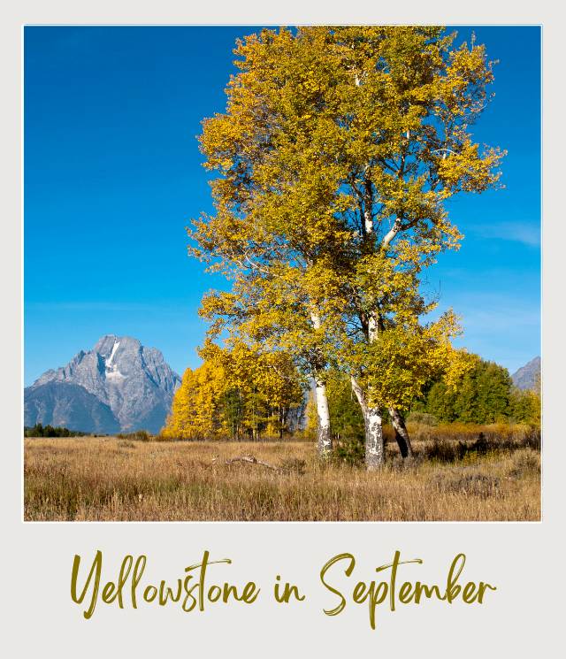 Yellowstone National Park in September featuring golden fall foliage, mountain scenery, and colorful autumn landscapes in Wyoming.