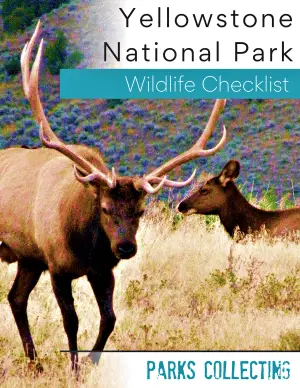 Yellowstone Wildlife Checklist