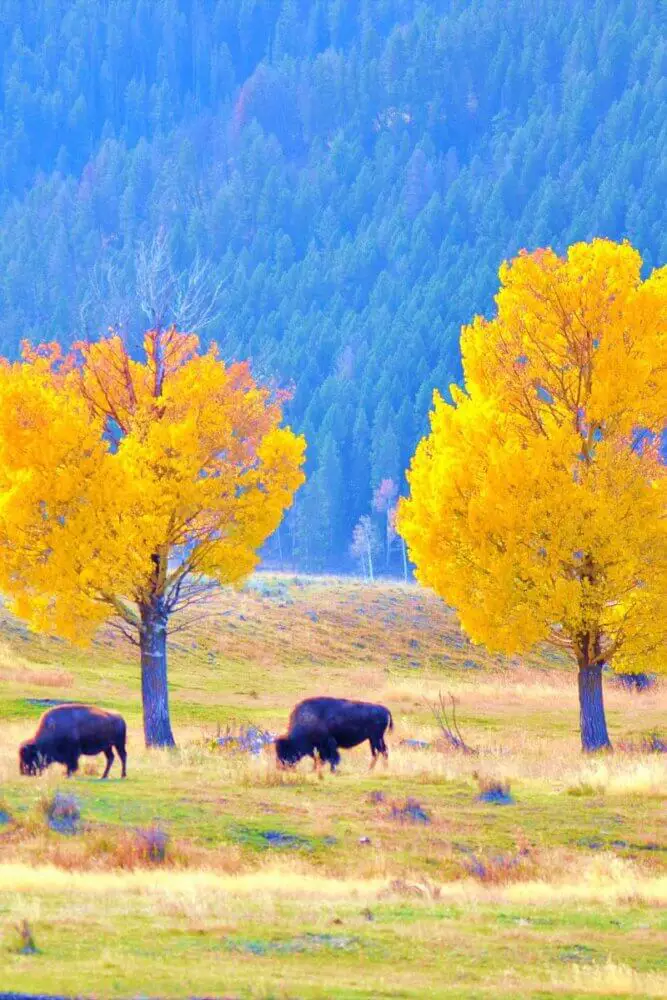 bison under yellow trees - Yellowstone in the fall