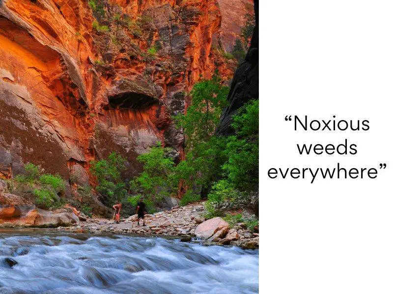 Zion National Park bad reviews 4 Noxious weeds everywhere