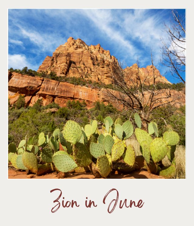 Zion National Park in June Cactus