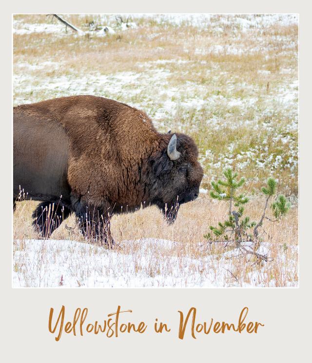 Bison walking through a snow-dusted meadow in Yellowstone National Park in November