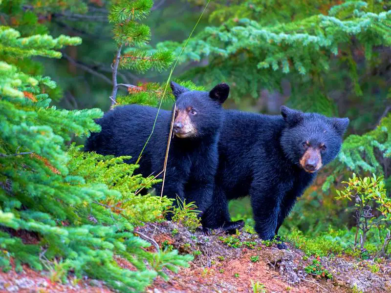 Two black bears in the forest surrounded by trees in Shenandoah National Park