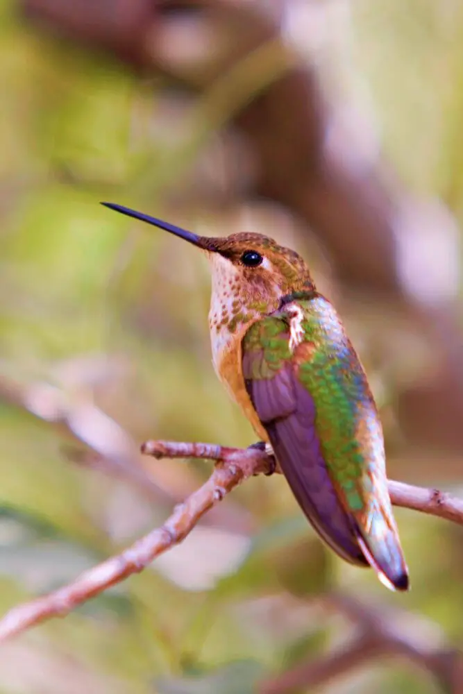 An image of a small calliope hummingbird on a small branch