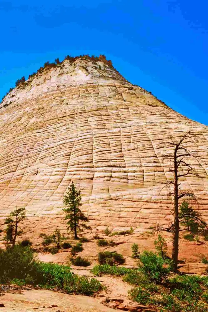 Huge rock cliffs and below are small bushes and trees in Zion National Park