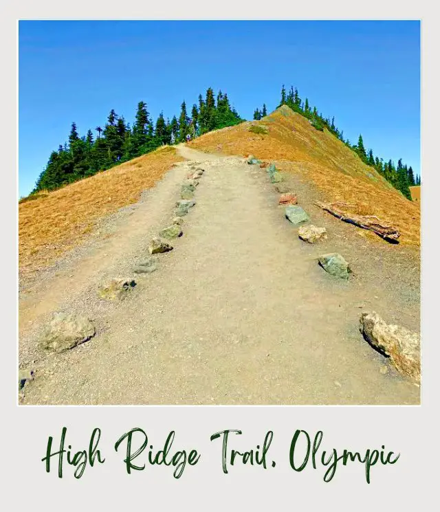 High Ridge Trail to Sunrise Point, Hurricane Ridge: Complete Guide A road heading upwards with stone filed vertically to the road, and behind are trees in Hurricane Ridge Olympic National Park