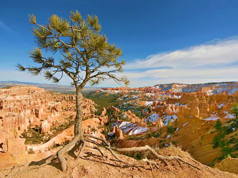 A tree in the middle and behind are rock cliffs and trees in Bryce Canyon