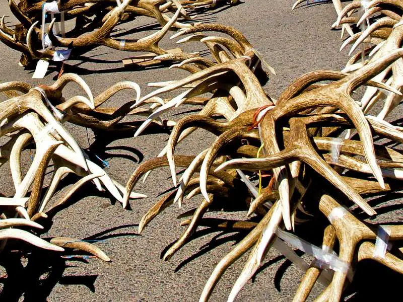 Elk antlers on the ground