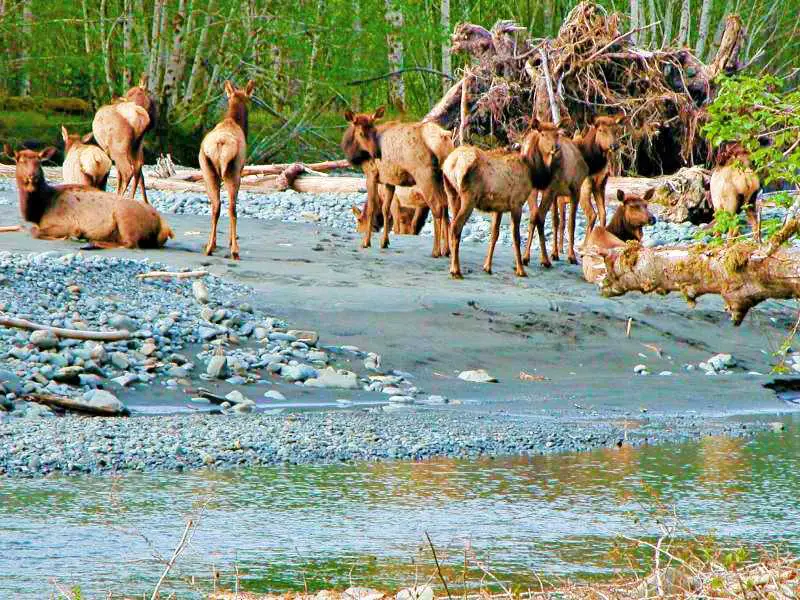 elk hoh river