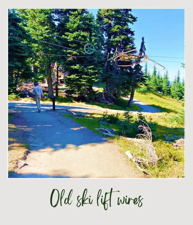 High Ridge Trail to Sunrise Point, Hurricane Ridge: Complete Guide A man walking in the road surrounded by trees and grasses in Hurricane Ridge Olympic National Park