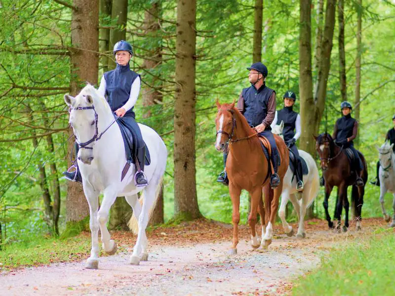 Five people riding on Horses on the small road surrounded by grasses and trees in Shenandoah National Park