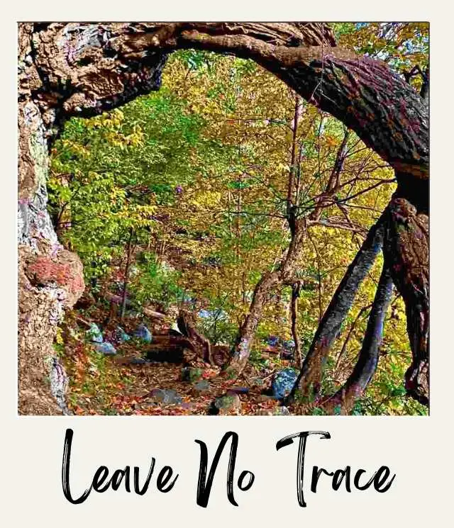 trail covered in leaves with branch overhead