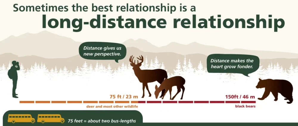 graphic showing safe distances for viewing wildlife