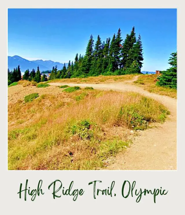 High Ridge Trail to Sunrise Point, Hurricane Ridge: Complete Guide Small road surrounded by trees and field of grass in Hurricane Ridge Olympic National Park