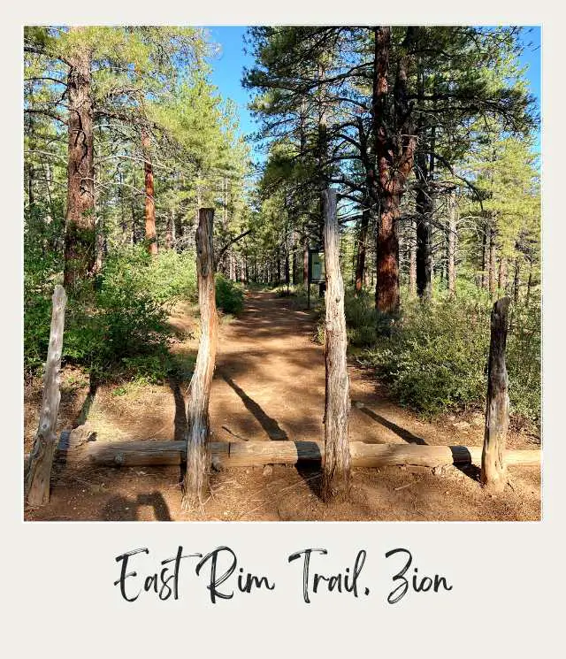 A photo of tall pine trees and lush greenery with a rustic wooden fence marking the path at East Rim Trail, Zion National Park